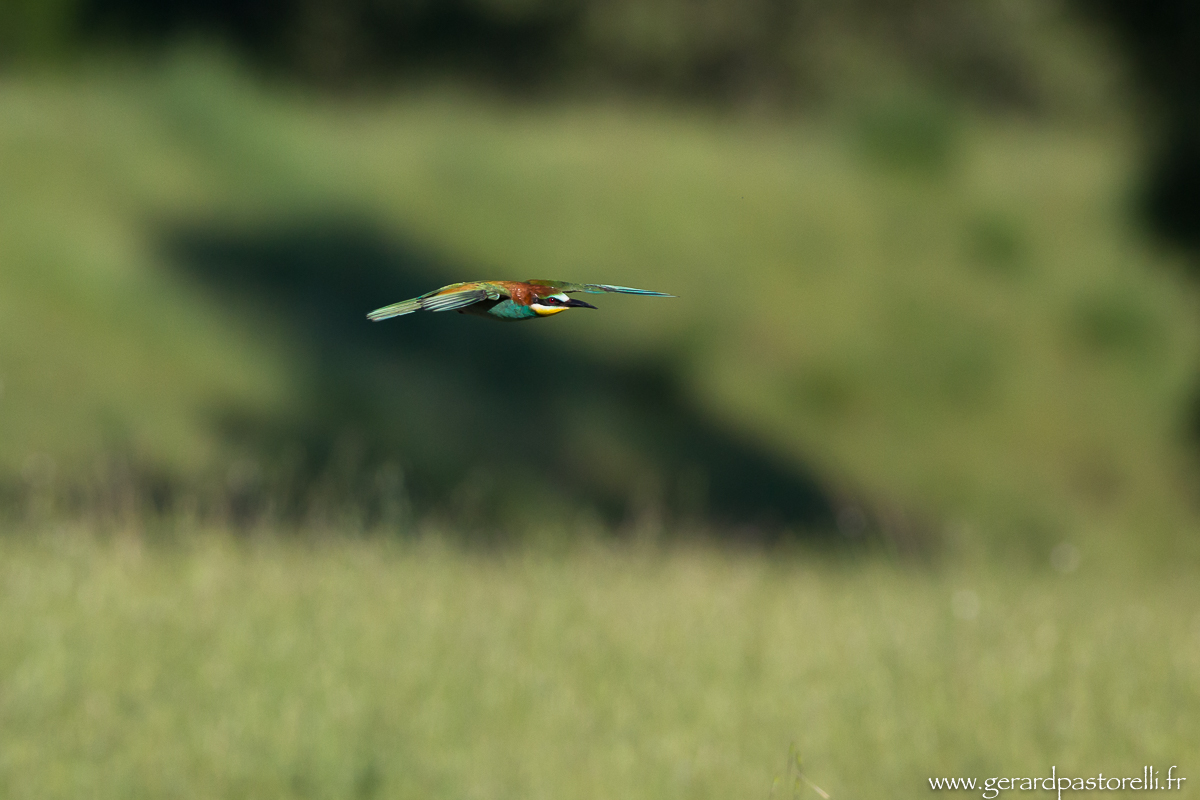 Bee eater 39